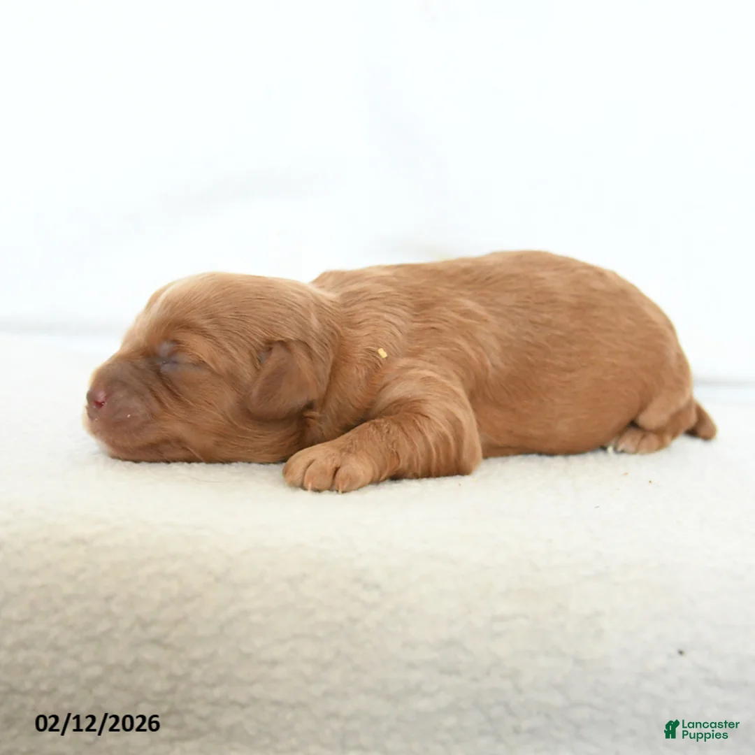 Cavapoo dogs for sale: Buddy - Ad 2