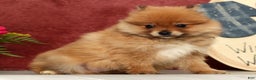 Pomeranian dogs for sale: Oscar - Ad 2