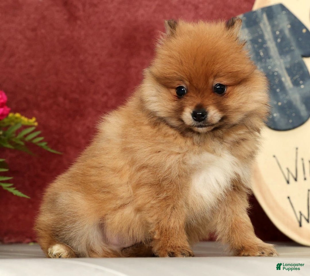Pomeranian dogs for sale: Oscar - Ad 2