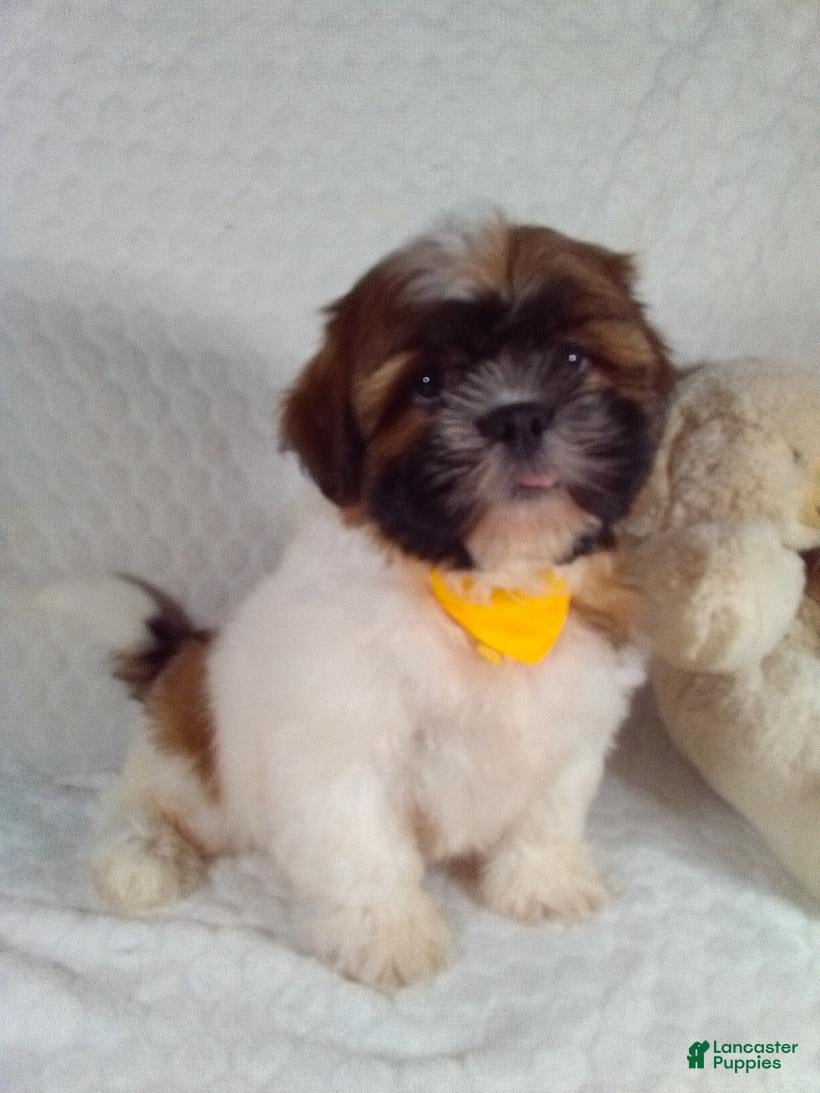 Shih Tzu dogs for sale: Hayes  - Ad 2