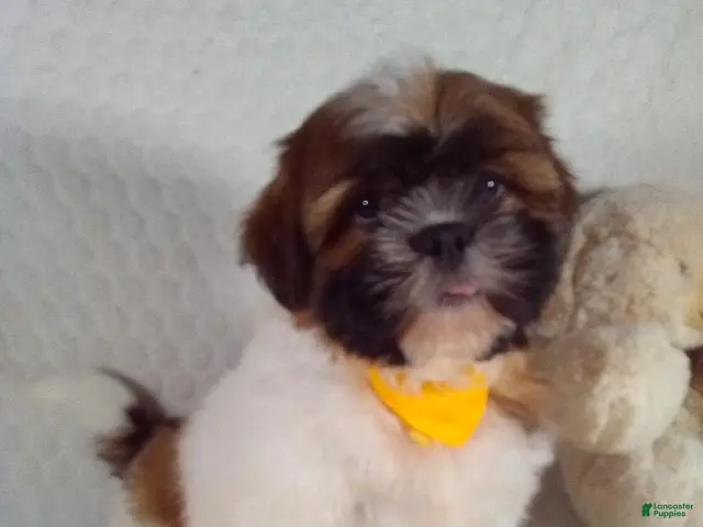 Shih Tzu dogs for sale: Hayes - Ad 2