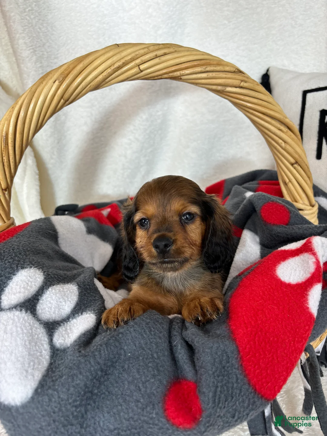 Dachshund dogs for sale: Dustin - Ad 2