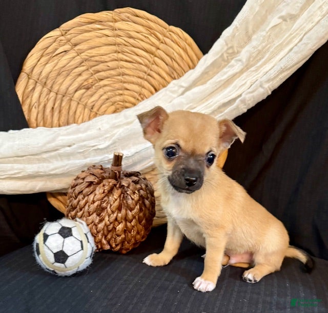 Chihuahua dogs Flint - Ad 11