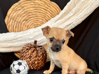 Chihuahua dogs - Ad 13