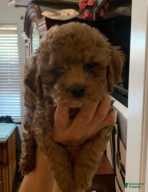 Cockapoo dogs Cockapoo 1 - Ad 9