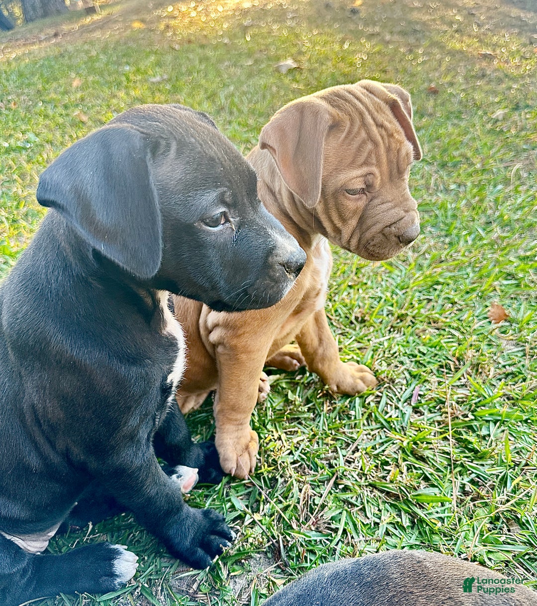 American Pit Bull Terrier dogs for sale: Bella - Ad 6