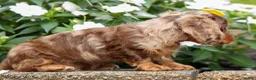 Miniature Dachshund dogs for sale: Ike💙 - Ad 8