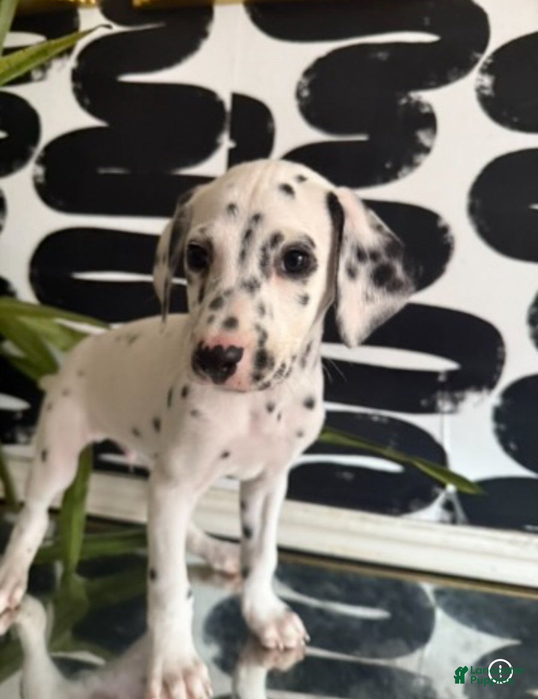 Dalmatian dogs for sale: Bishop - Ad 1