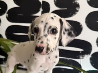 Dalmatian dogs Bishop - Ad 22