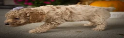 Miniature Poodle dogs for sale: Jenson ✨ - Ad 18
