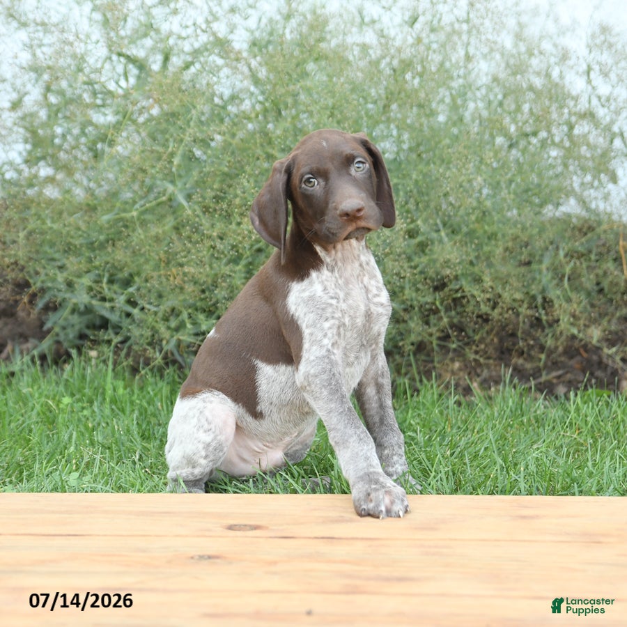 German Shorthaired Pointer dogs Cody - Ad 2