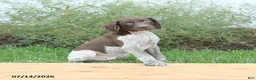 German Shorthaired Pointer dogs for sale: Cody - Ad 2