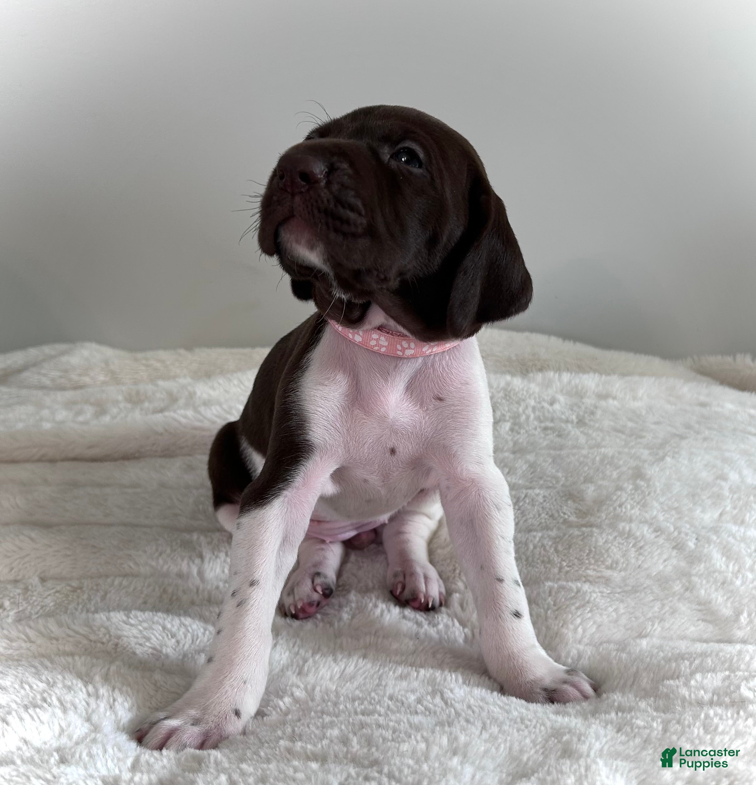 German Shorthaired Pointer dogs Joy - Ad 35