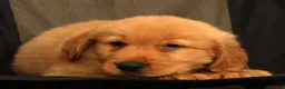 Golden Retriever dogs for sale: Evan - Ad 7
