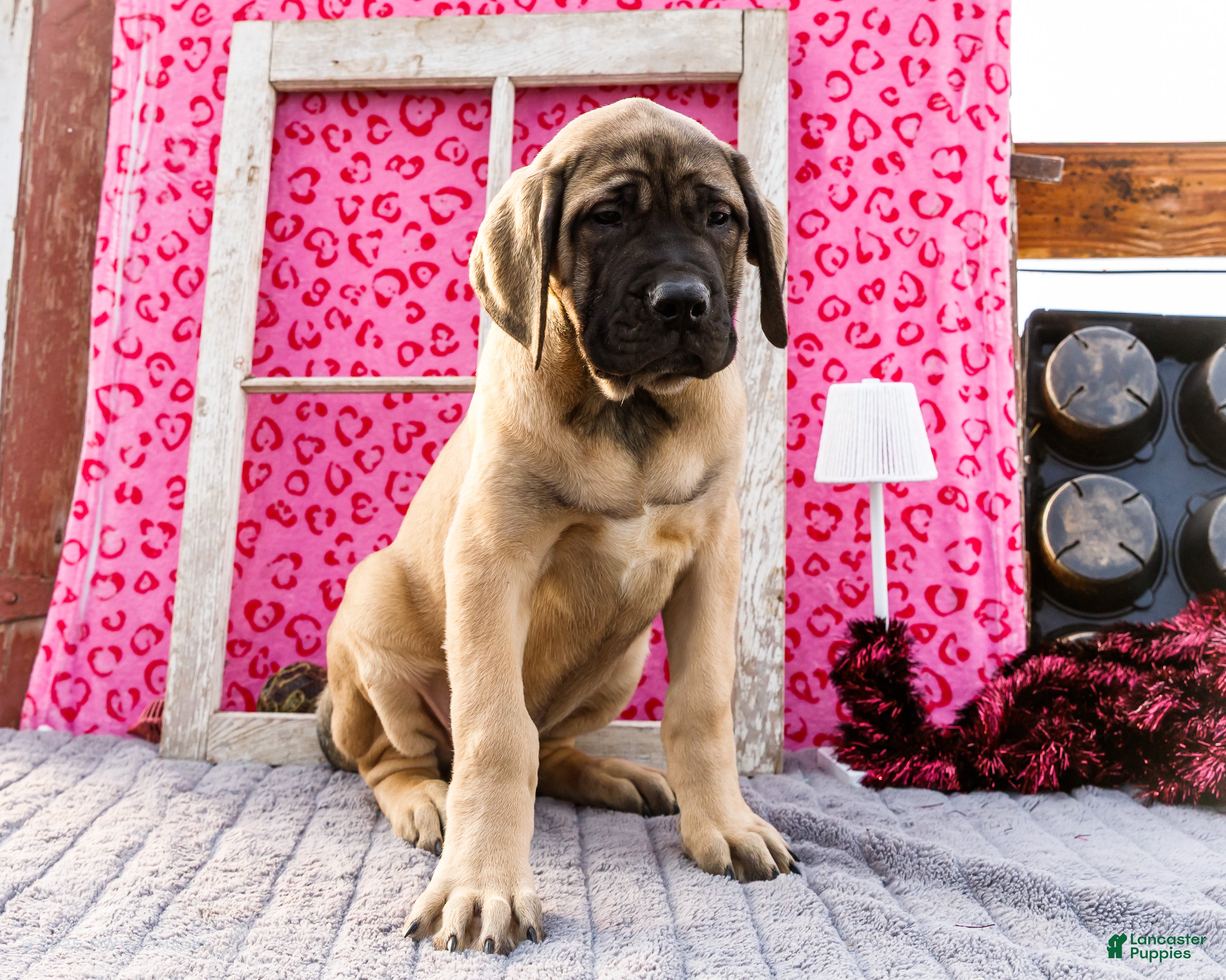 English Mastiff dogs Zeke - Ad 18