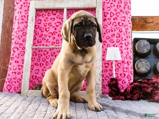 English Mastiff dogs Zeke - Ad 4