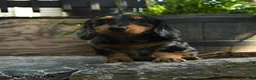 Miniature Dachshund dogs for sale: Clark - Ad 3
