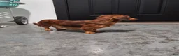 Dachshund dogs for sale: Tatum  - Ad 10