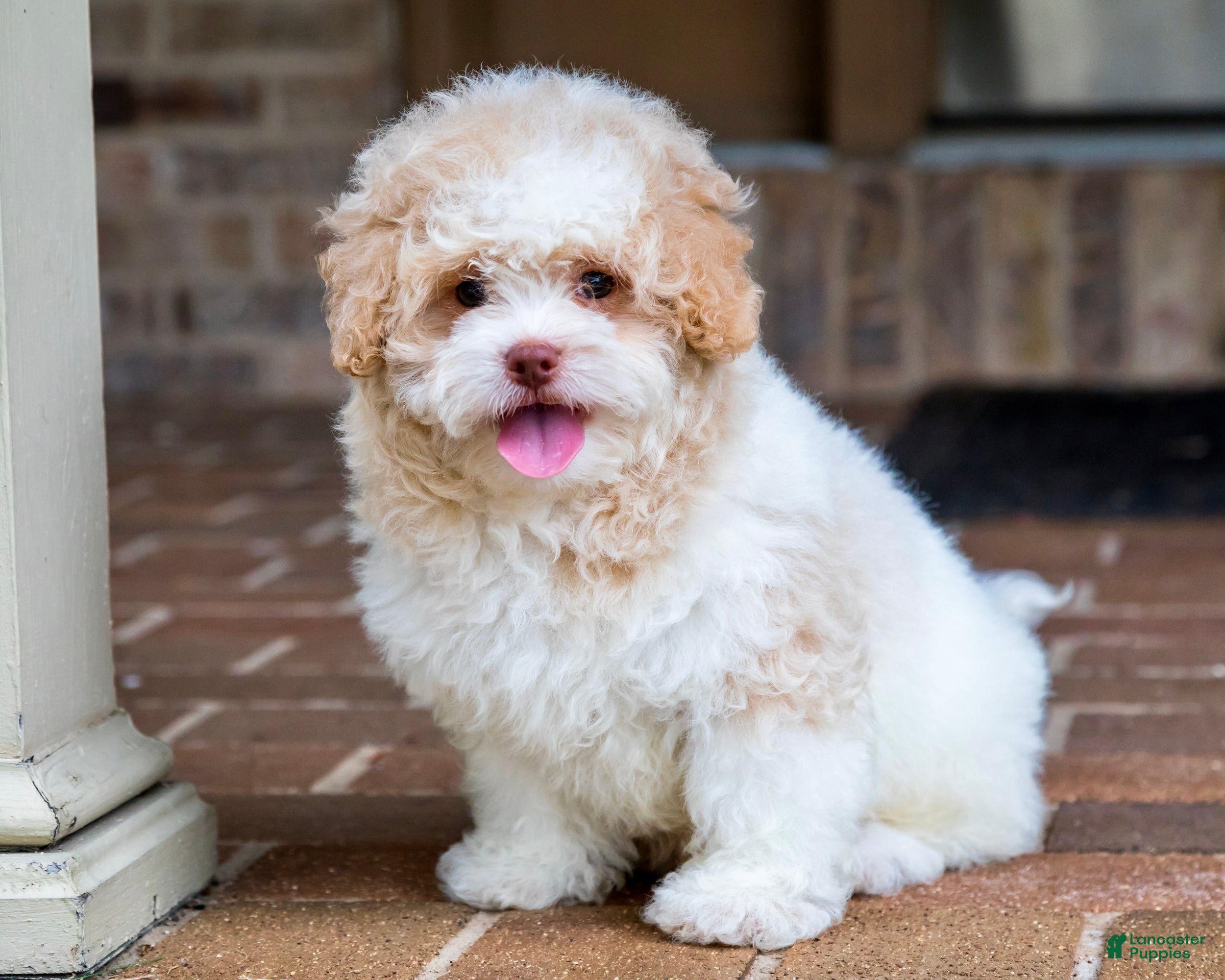Shihpoo dogs Sullivan - Ad 2