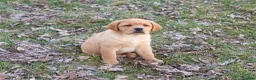 Labrador Retriever dogs for sale: Eagle - Ad 7