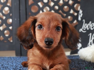 Dachshund dogs - Ad 17