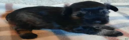 Miniature Schnauzer dogs for sale: Girl 2 - Ad 12