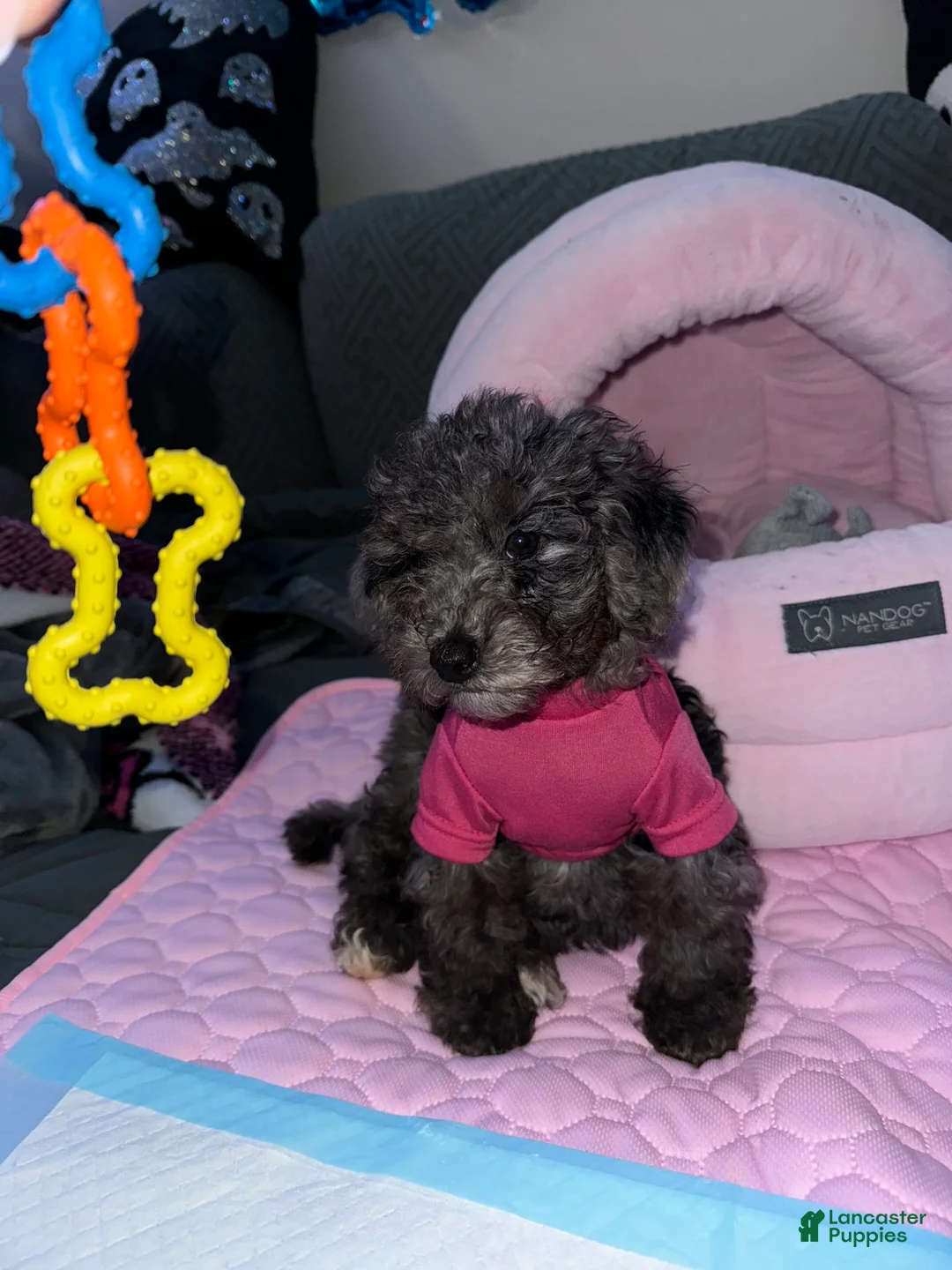 Gallery Image {{count}}