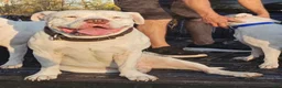 American Bulldog dogs for sale: American Bulldog 6 - Ad 5