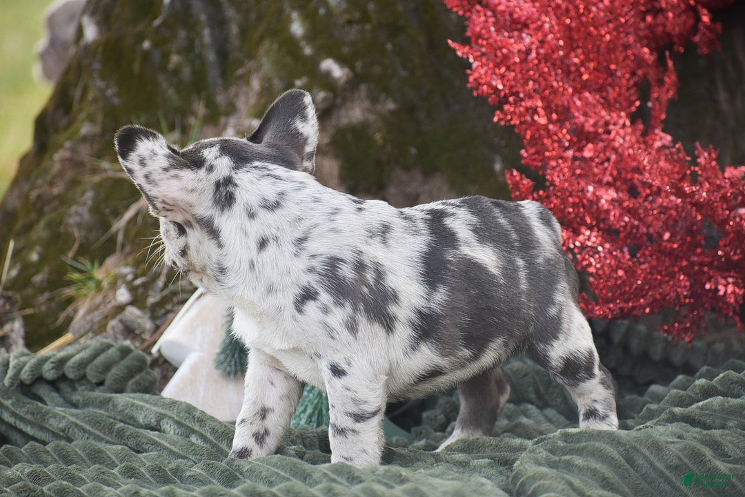 French Bulldog dogs for sale: Nadia - Ad 4