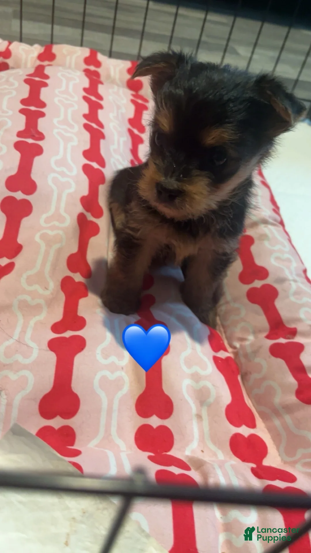 Yorkshire Terrier dogs for sale: Yorkshire Terrier Puppy 1 - Ad 1