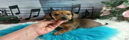 Dachshund dogs for sale: Nationwide delivery. Gloria's sable boy - Ad 6