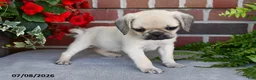 Puggle dogs for sale: Frappe - Ad 5