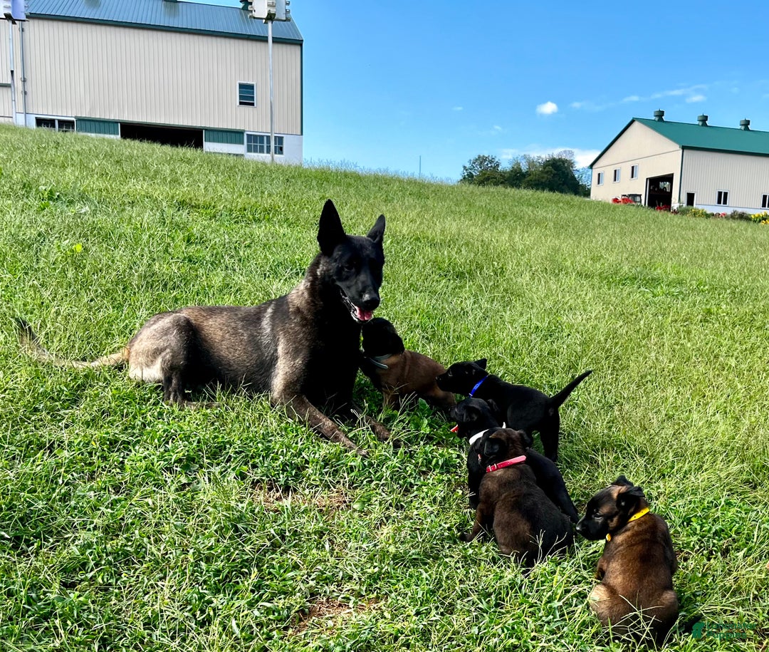 Belgian Malinois dogs for sale: Mocha ❤️alpha Akc Beauty 717-202-9120 - Ad 5