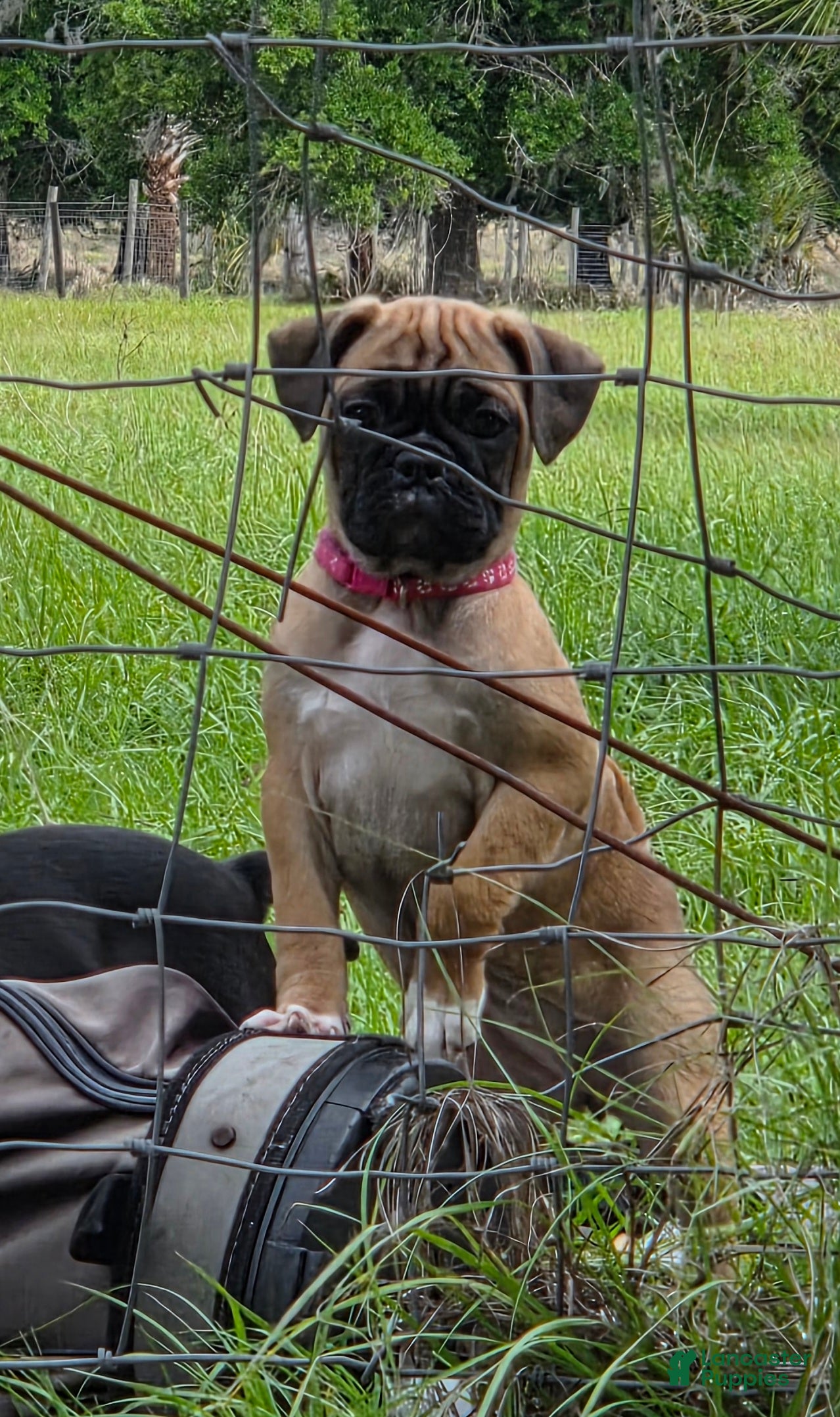 Mixed Breed dogs Muffin  - Ad 1