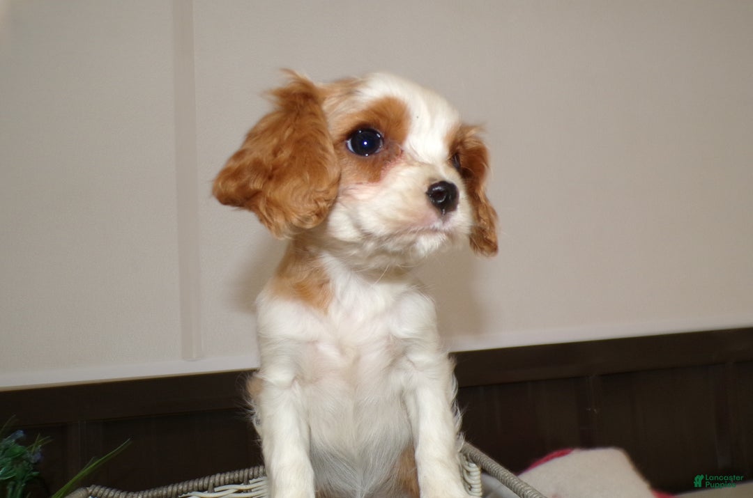Cavalier King Charles Spaniel dogs for sale: Cavalier King Charles Spaniel Puppy 1 Mars - Ad 3