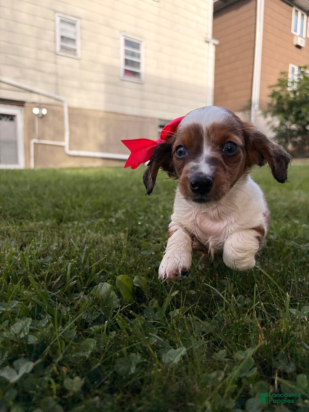 Miniature Dachshund dogs for sale: Hazel - Ad 1