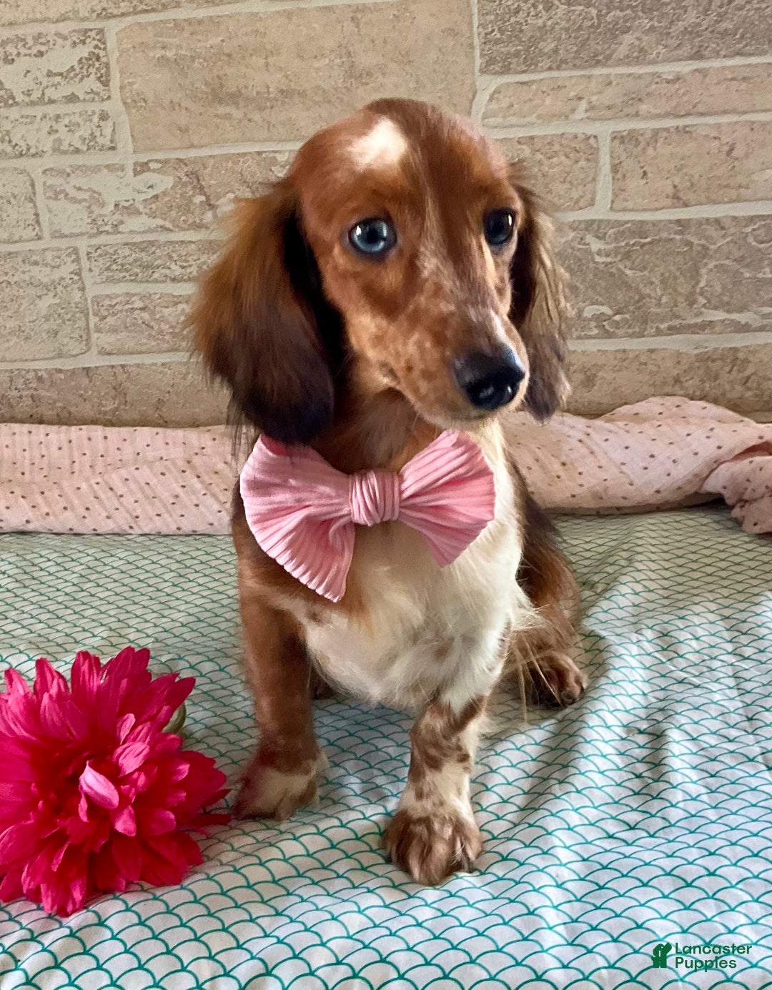 Miniature Dachshund dogs for sale: Travis - Ad 7