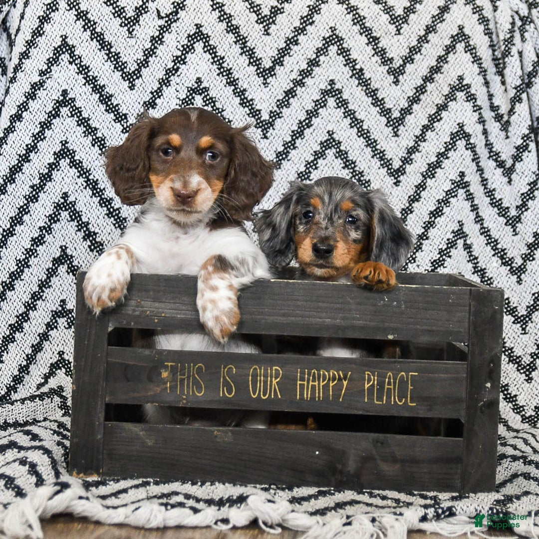 Miniature Dachshund dogs for sale: Vermont - Ad 5