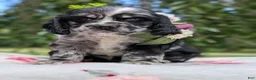 Cocker Spaniel dogs for sale: Chloe - Ad 4