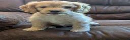Cockapoo dogs for sale: Archie - Ad 7