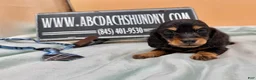 Miniature Dachshund dogs for sale: Ch bred AKC Russian  - Ad 4