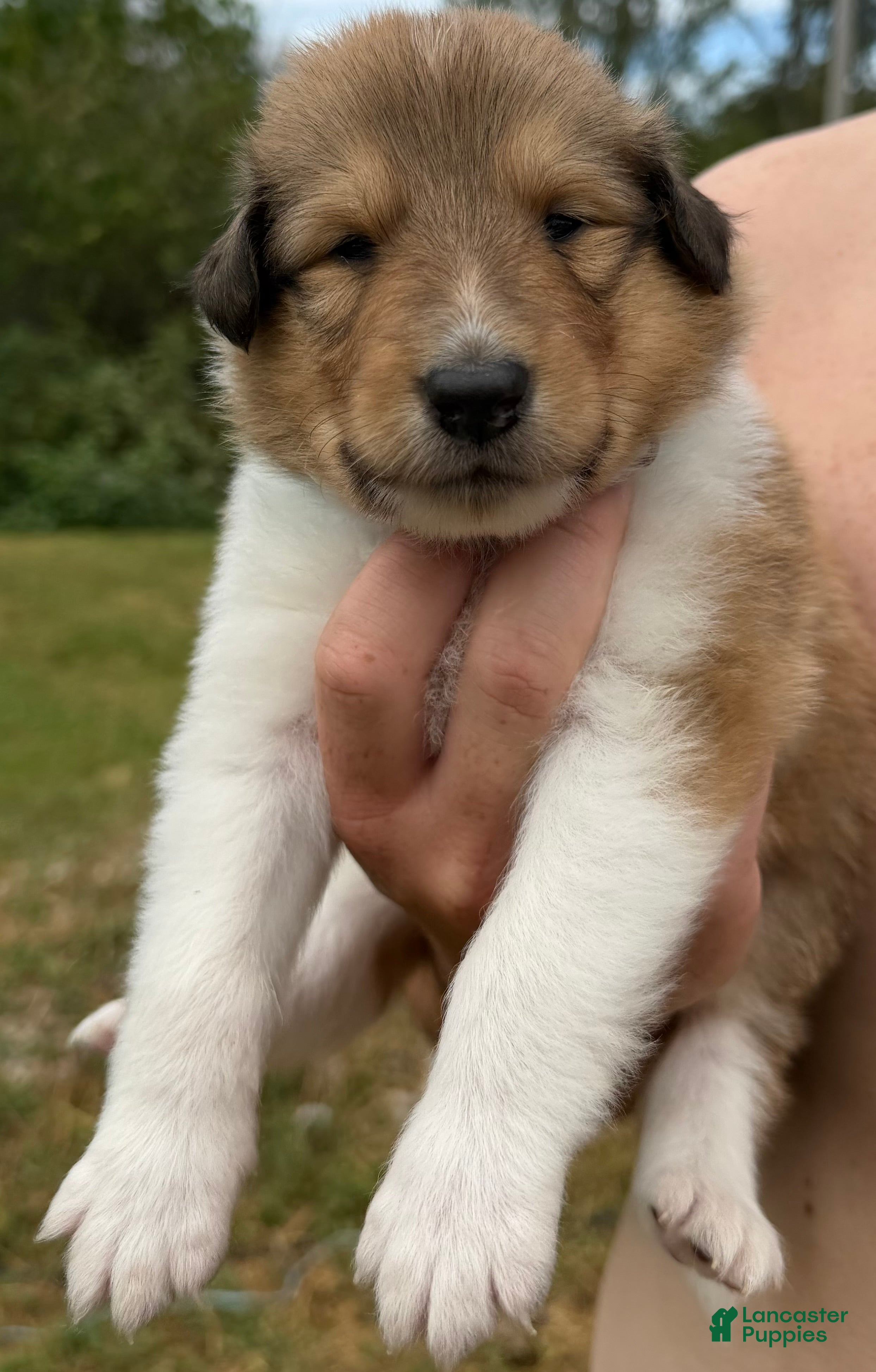 Dusty (Collie, Male) in Upton, KY