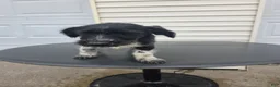 Mini Aussiedoodle dogs for sale: Whisker - Ad 7