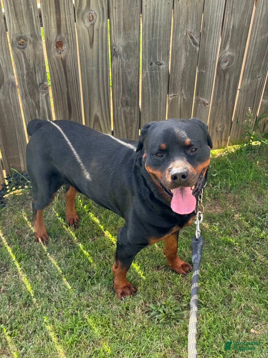 Gallery Image {{count}}