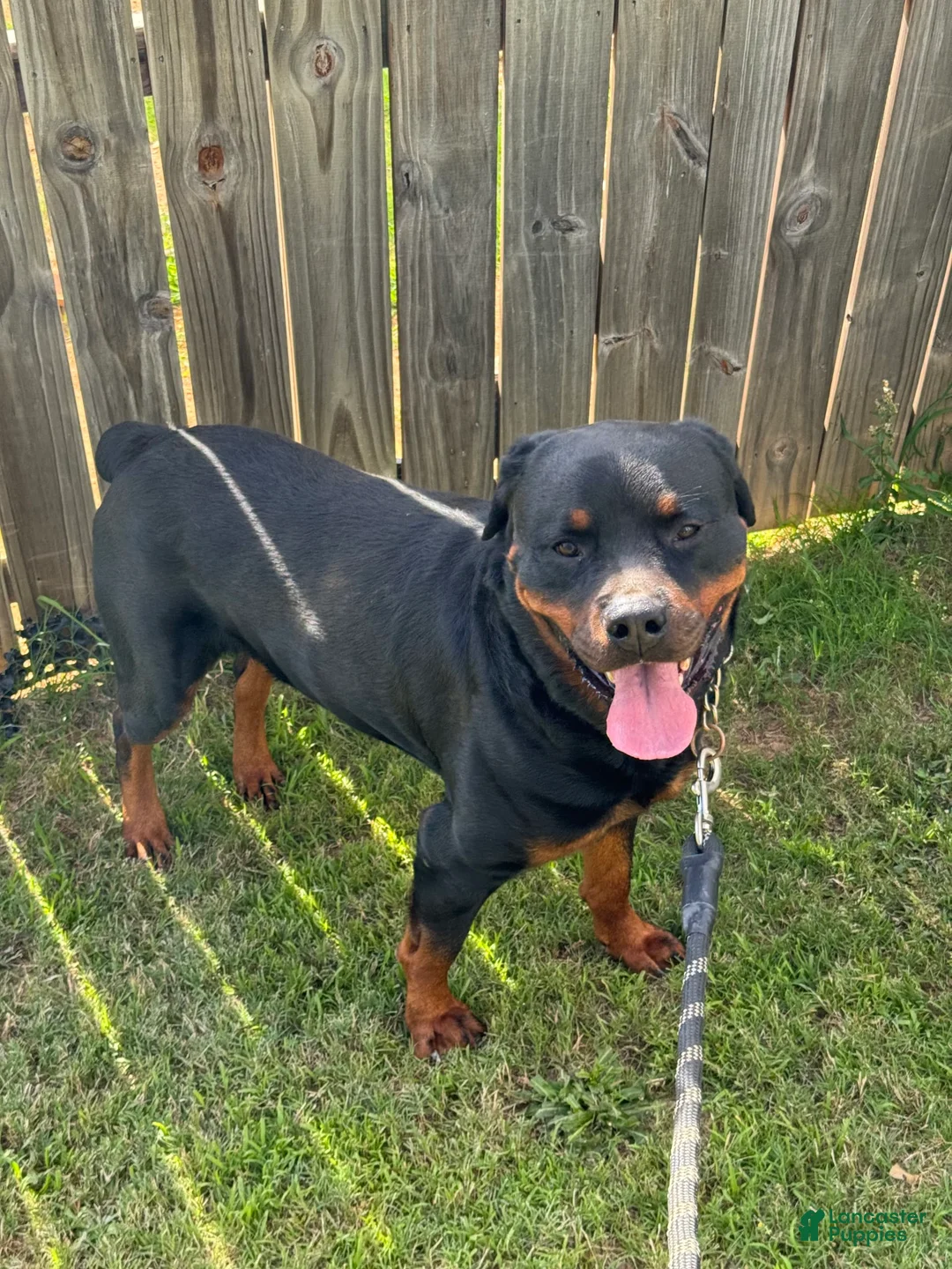 Gallery Image {{count}}