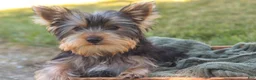 Yorkshire Terrier dogs for sale: Junior - Ad 2