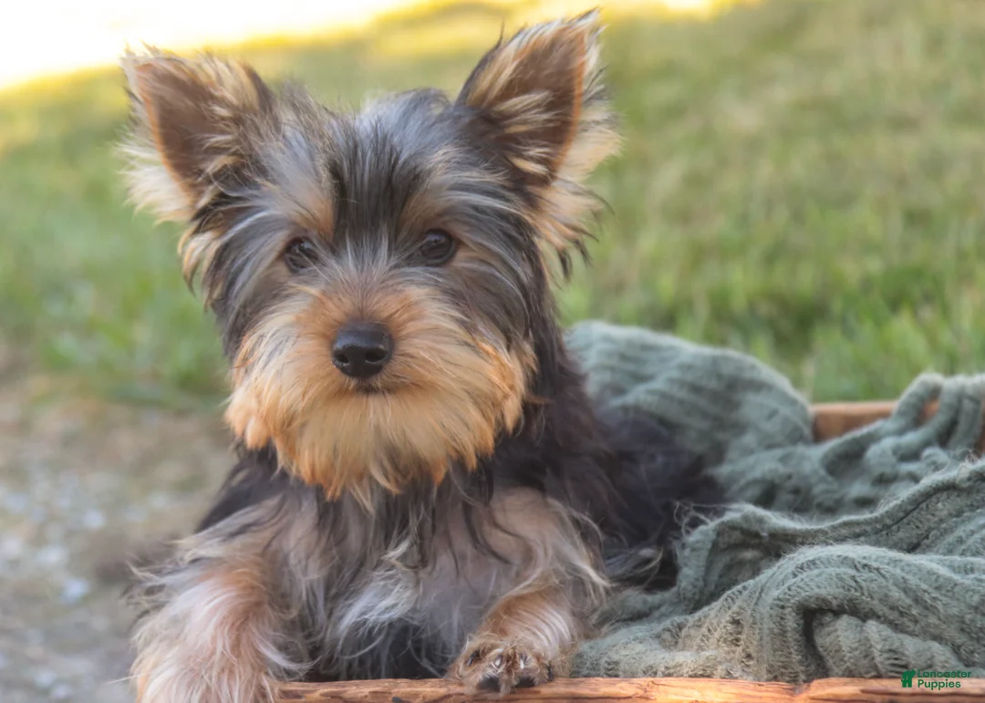 Yorkshire Terrier dogs for sale: Junior - Ad 2