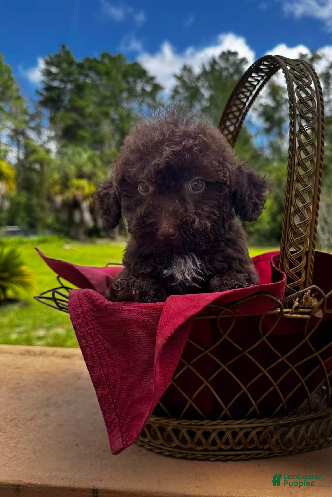 Miniature Labradoodle dogs Sophie - Ad 1