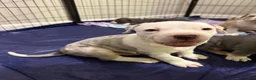 American Bully dogs for sale: American Bully 1 *Draco* - Ad 3