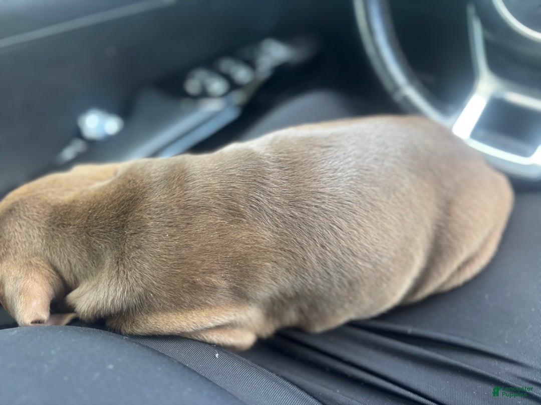 American Bully dogs for sale: American Bully Puppy 1 - Ad 3